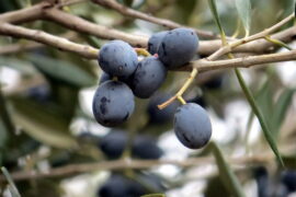 Living Waters poem: olives on a tree
