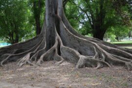 Roots of a tree, for the poem "Roots" by Ari Shapiro