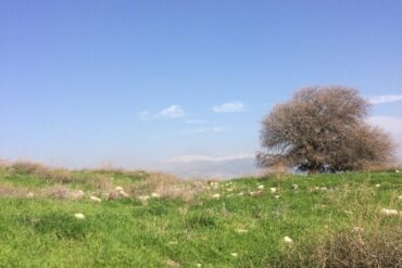 Ayekah by Yonah ben-Avraham - grassy hillside with a tree