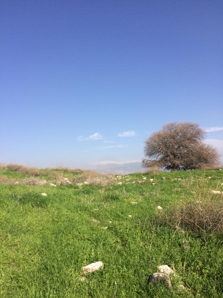 Ayekah by Yonah ben-Avraham - grassy hillside with a tree