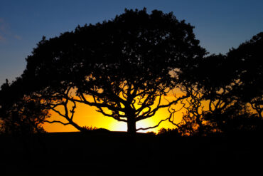 Solstice - An old oak tree silhouetted against the sunset, Quintrell Downs, Cornwall.