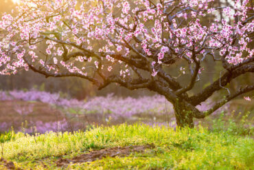 Tu B'Shvat - blossoming trees