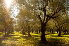 "Highway Six" by Yonah ben-Avraham - olive grove