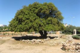 Rav Mike Feuer on Israel after 1967 (II): A Greater Israel - image of a Lone Oak Tree