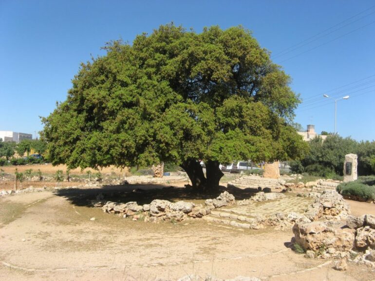 Rav Mike Feuer on Israel after 1967 (II): A Greater Israel - image of a Lone Oak Tree