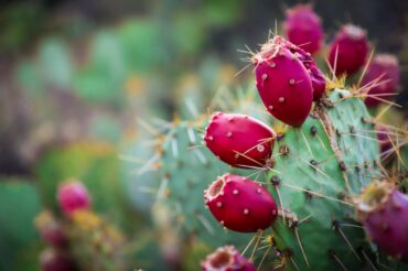 Parshat Vayishlaḥ - Sabra fruit