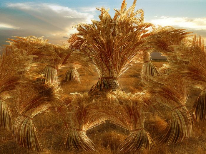 Parshat Vayeishev - Yosef dreams of corn sheaves