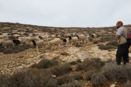 Gavriel Reiss with his sheep