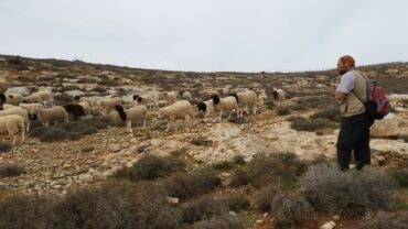 Gavriel Reiss with his sheep